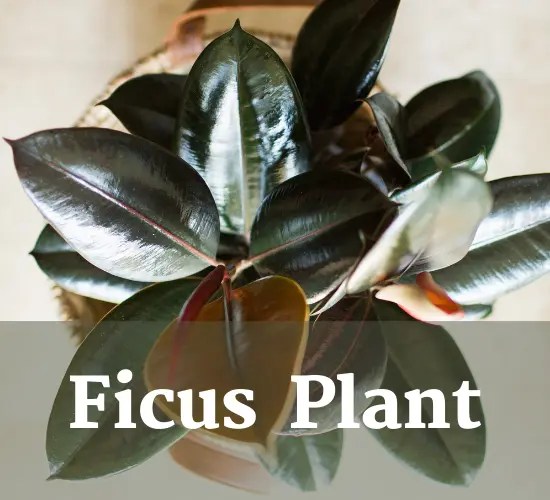 Luminous Foliage A Ficus Light Adventure