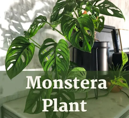 Green Elegance The Potted Monstera Stylish Air Cleaner