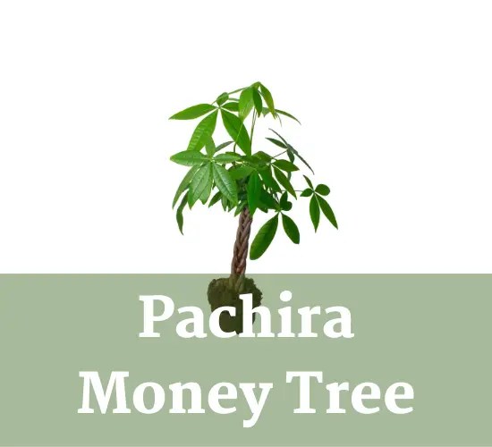 Troubleshooting Guide Why My Money Tree Leaves Are Turning Yellow