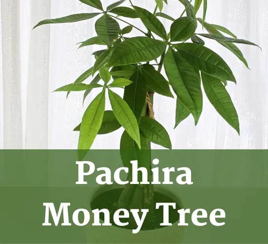 Troubleshooting Guide Why My Money Tree Leaves Are Turning Yellow