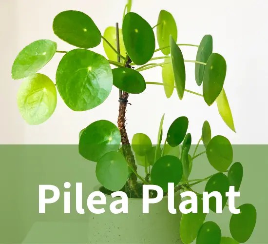 Gardening with Pilea Plants A Guide to Thriving Gardens