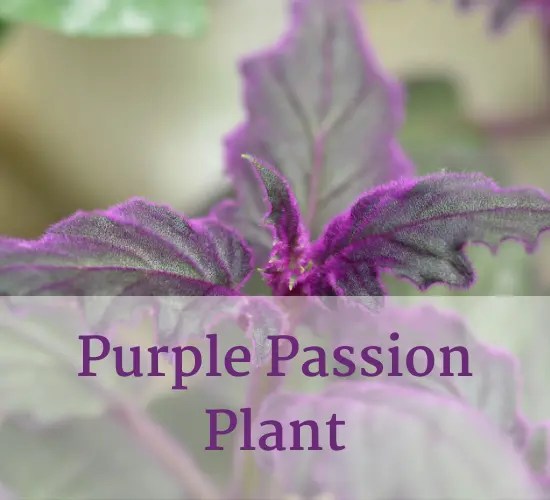 Purple Passion Plant A Unique and Vibrant Houseplant