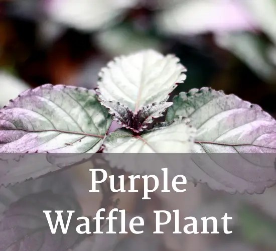 Grow And Glow Purple Waffle Care Guide For Vibrant Foliage