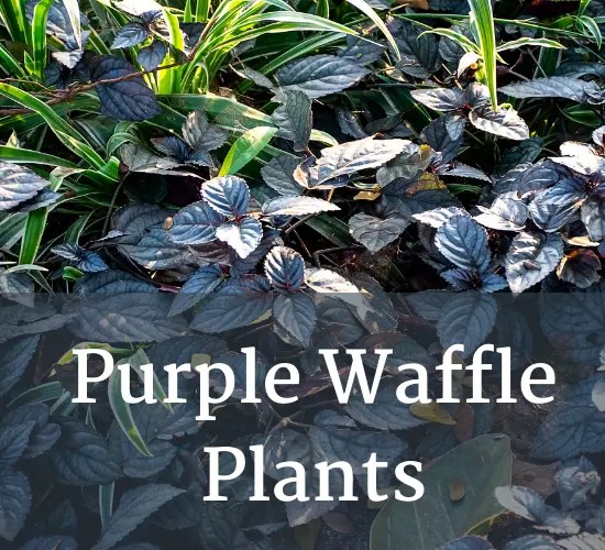 Grow And Glow Purple Waffle Care Guide For Vibrant Foliage