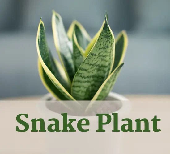 Revive Your Leaning Snake Plant Quick Tips