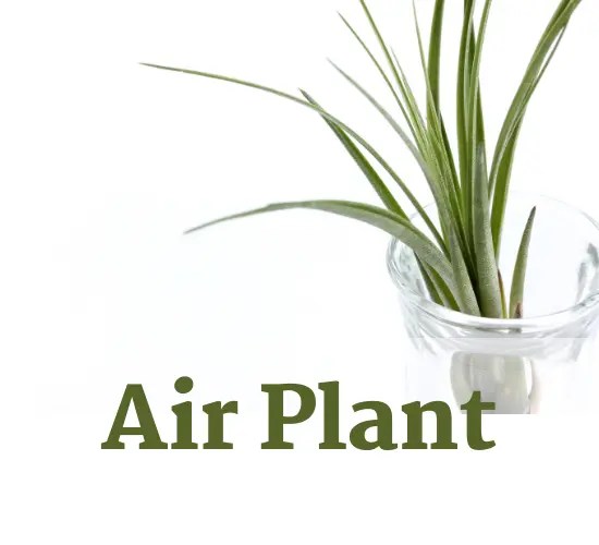 The Troubles of a Brown and Dry Air Plant How to Bring It Back to Life