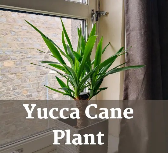 The Ultimate Guide for Yucca Cane Plant
