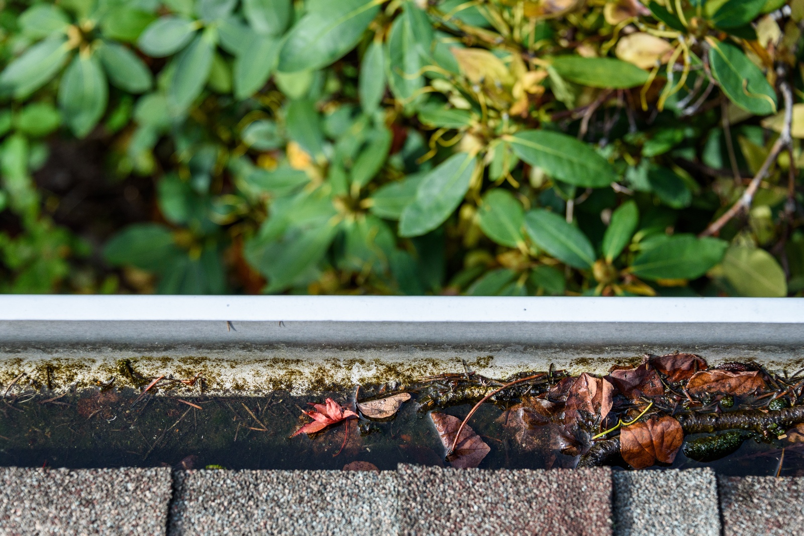 Why Is There Standing Water in My Gutters? LeafCo Gutters
