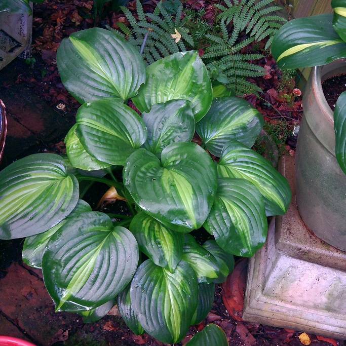 Хоста Hosta "Avocado" LeafGarden
