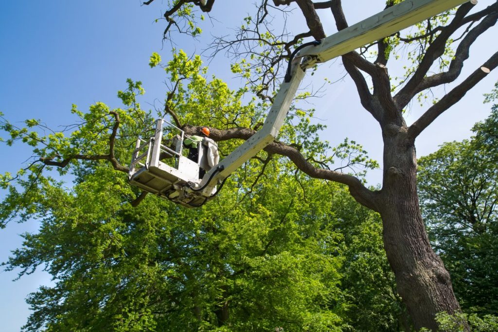 Tree Surgeon The Best People To Look After Trees Leaf Lette
