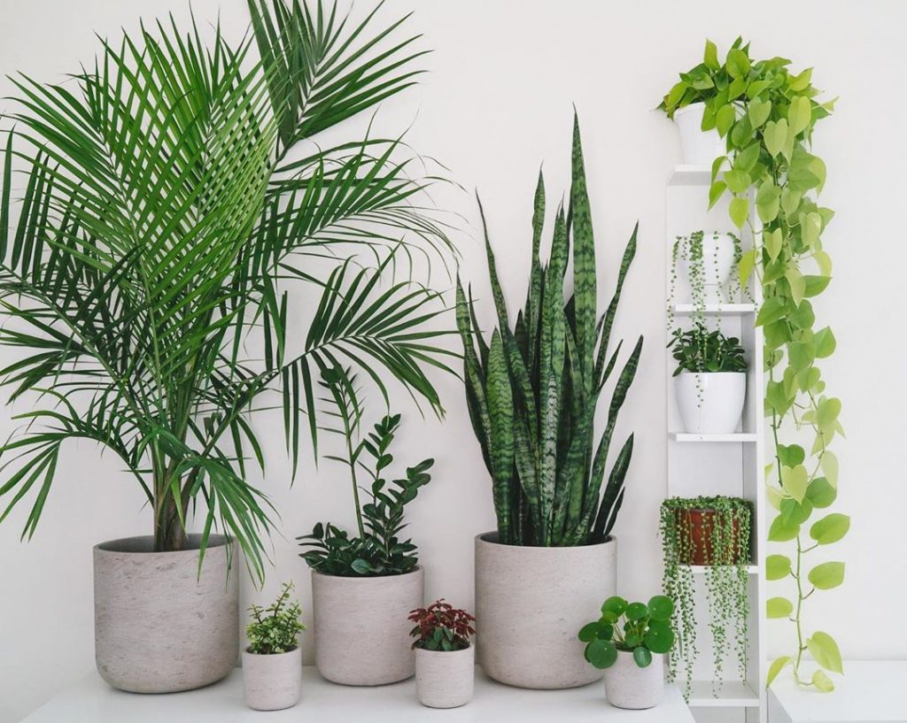 Polowanie na rośliny doniczkowe 1 gdzie je kupić Polowanie na rośliny doniczkowe 1 gdzie je kupić