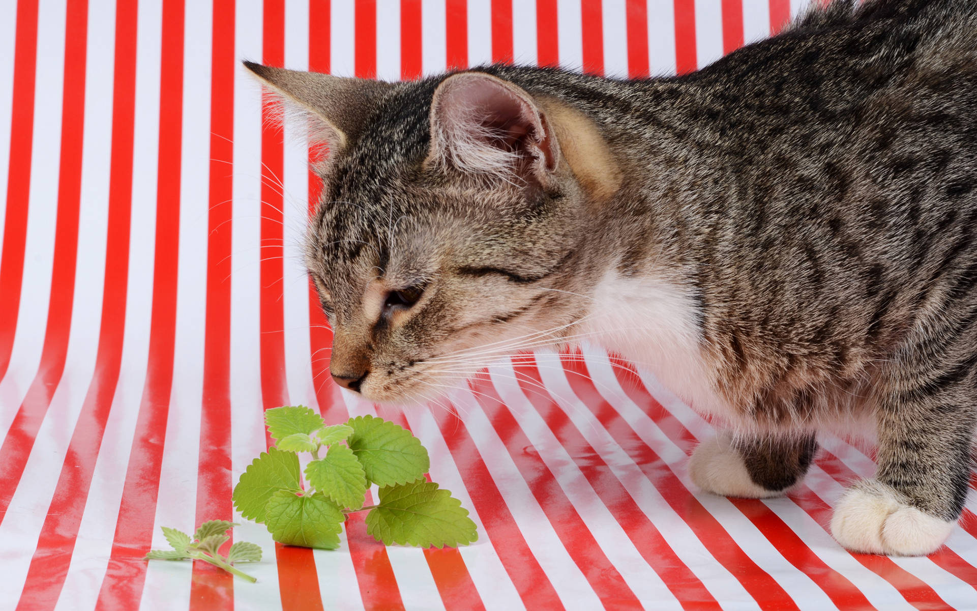 Is a Catnip High Like a Cannabis High? Leafly