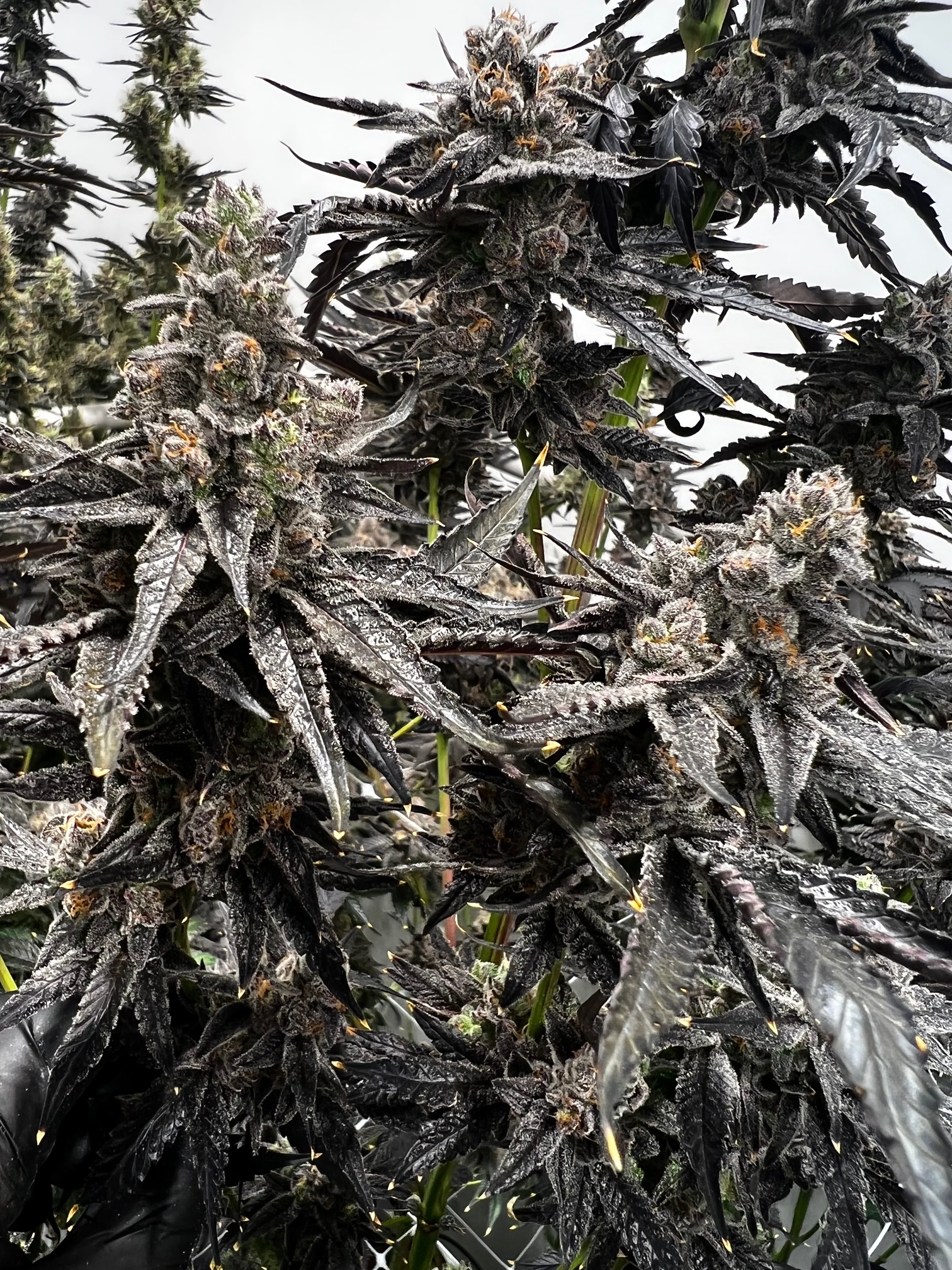 Poddy Mouth (F) Cooltiva