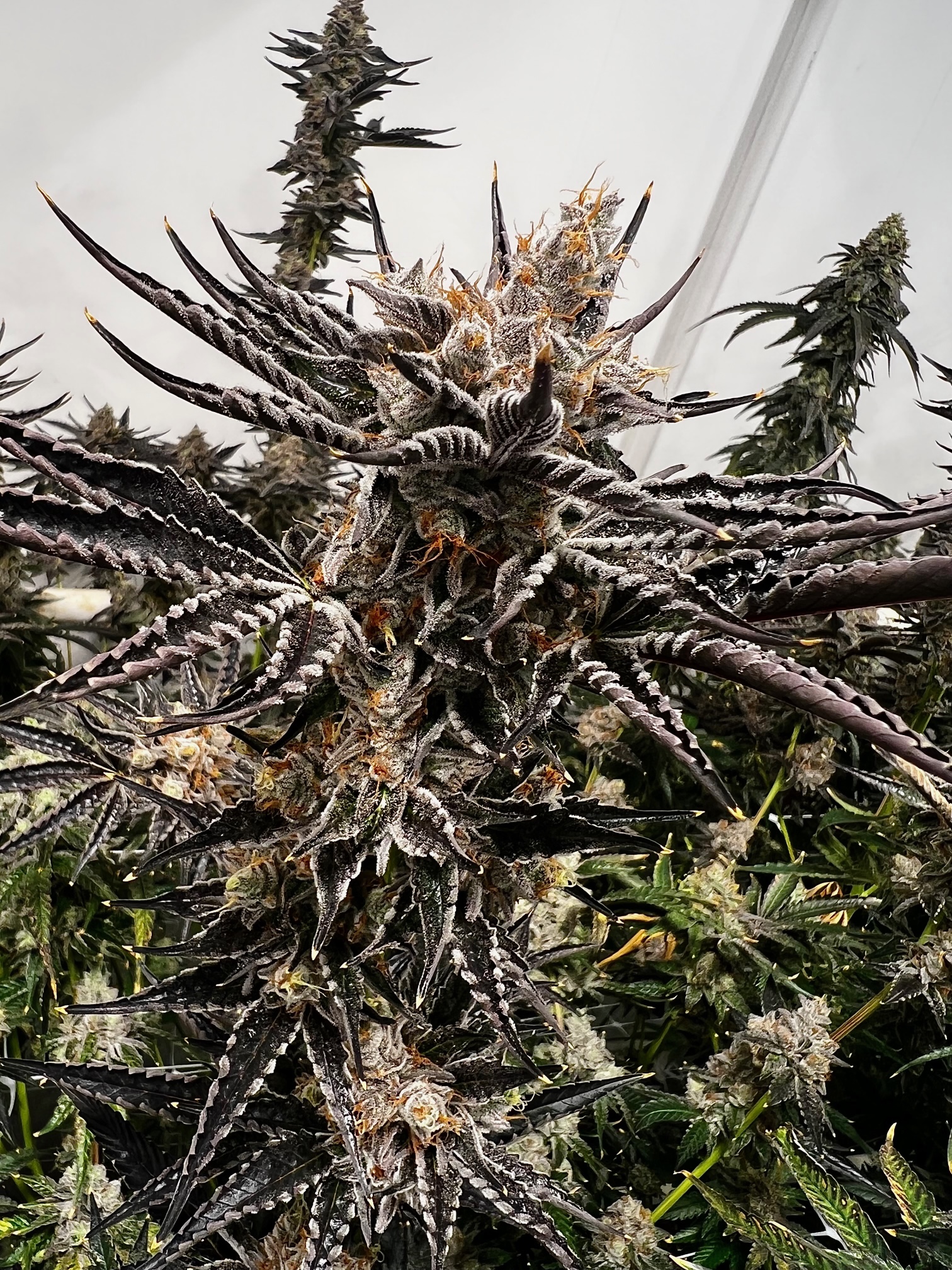 The best new cannabis strains to grow in 2022 Leafly