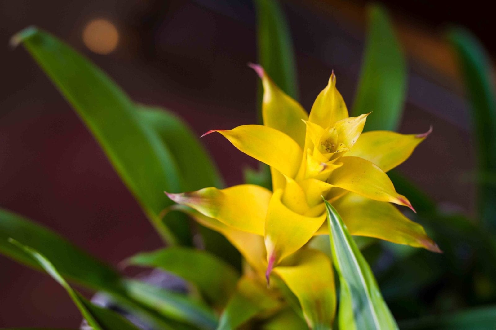 5 Ways to Use Live Tropical Plants at Your Event Leafscape