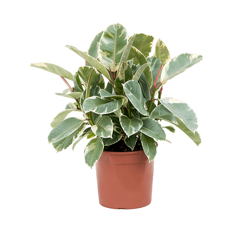 how to care for ficus elastica Leafy Life