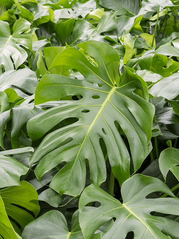 Rent the monstera deliciosa bush (L) Leafy Life A beautiful