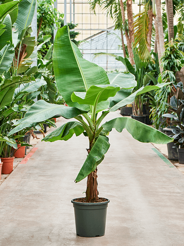 how to care for musa tropicana (banana plant) Leafy Life