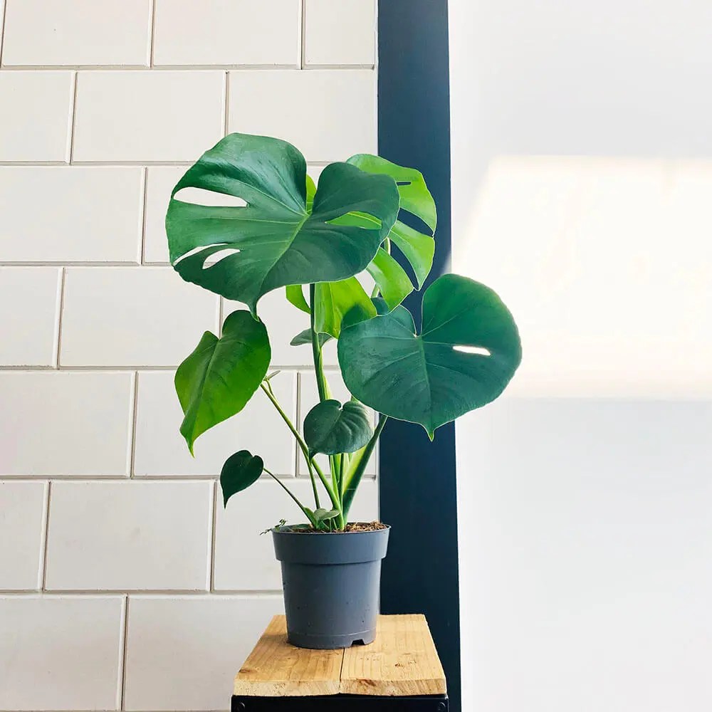 Buy The Monstera Deliciosa - Leafy Life - A Beautiful Tropical Plant