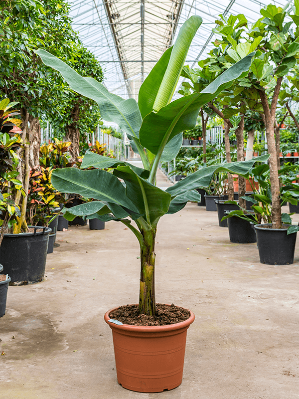 how to care for musa tropicana (banana plant) Leafy Life
