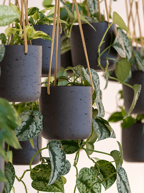 Rent Office Plants in Amsterdam Leafy Life