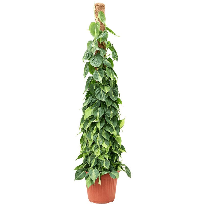 Rent the philodendron scandens 'brasil' (XL) Leafy Life A climbing