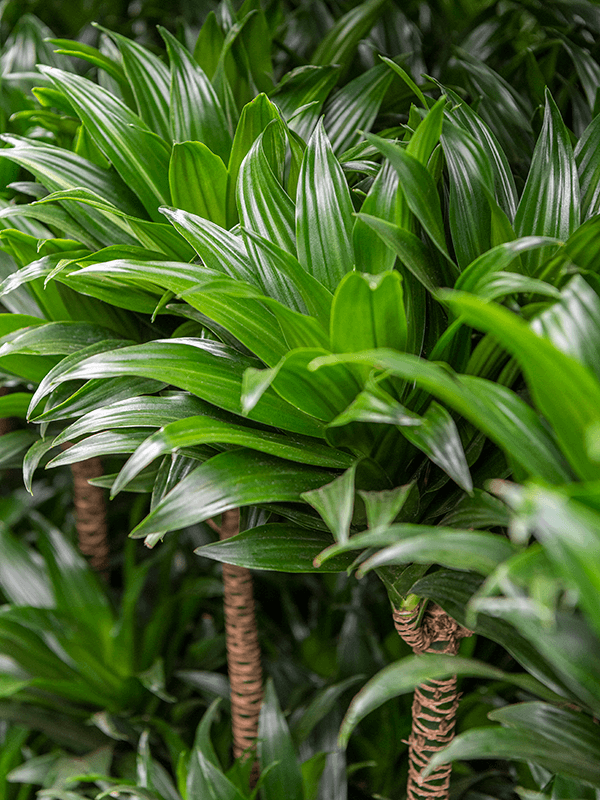 how to care for dracaena fragrans Leafy Life