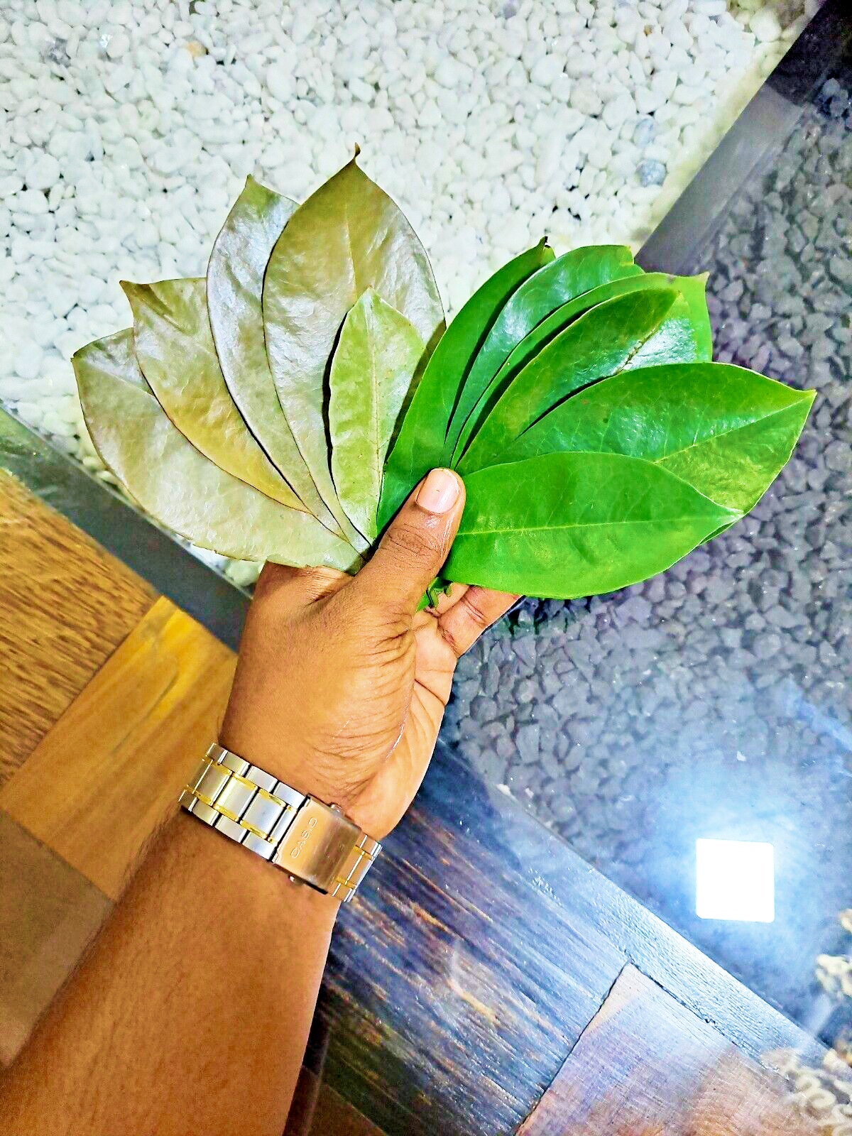 SOURSOP GRAVIOLA HOJAS DE GUANABANA 200 DEHYDRATED LEAVES PREMIUM