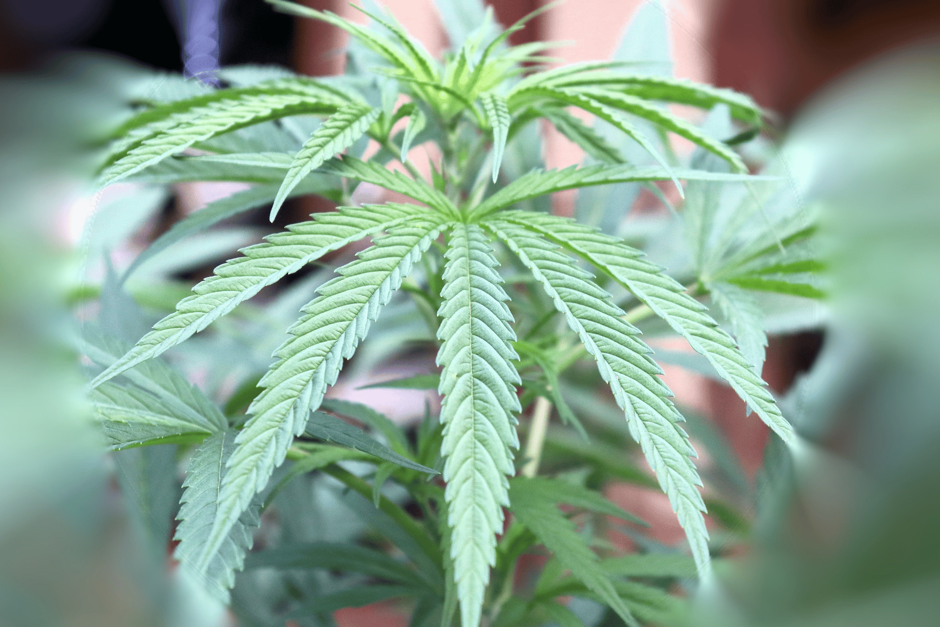 Does Weed Help with Anxiety? Leafy DOC