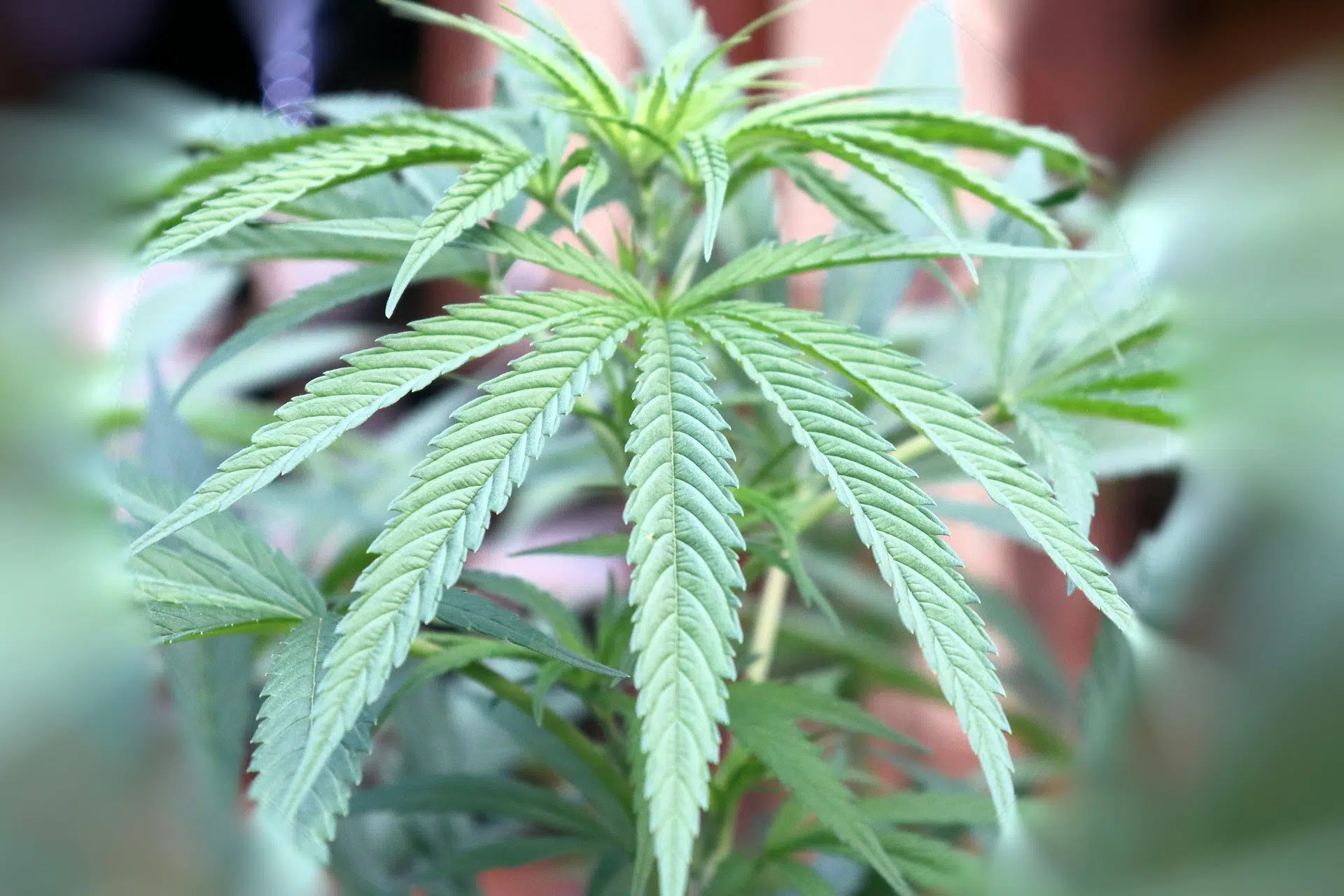 Does Weed Help with Anxiety? Leafy DOC