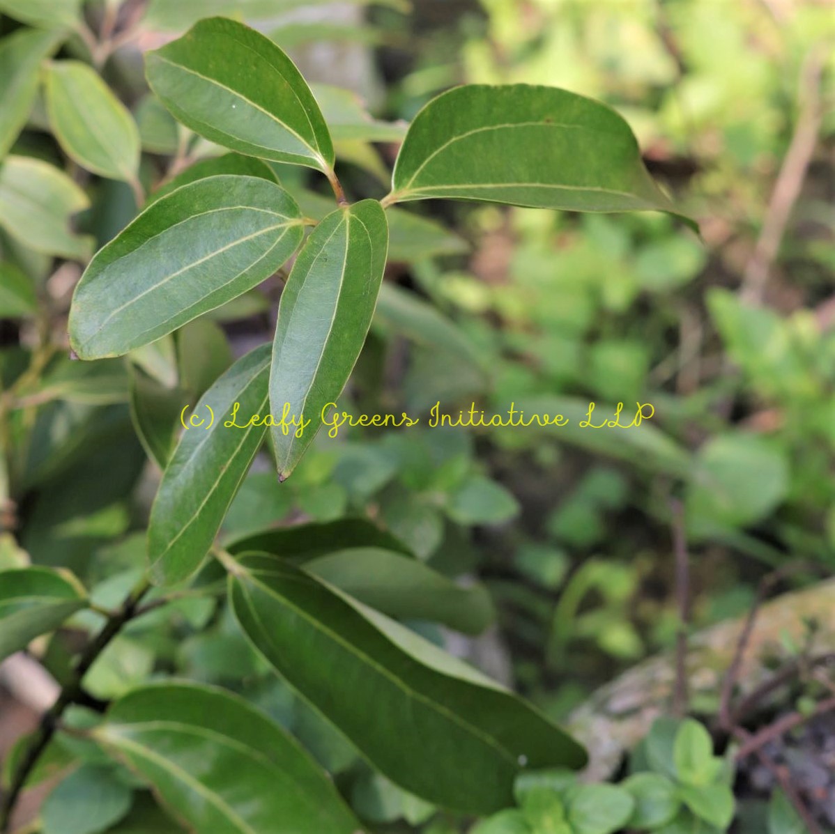 Indian Bay leaves Plant (তেজপাতা) Leafy Greens Initiative