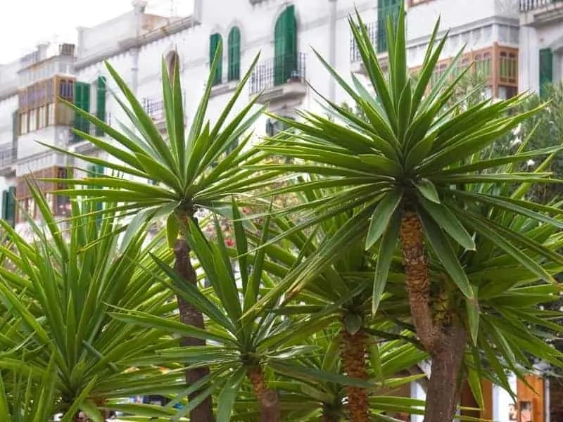 How Long Can Yucca Plants Live? (Read This First!) LeafyJournal