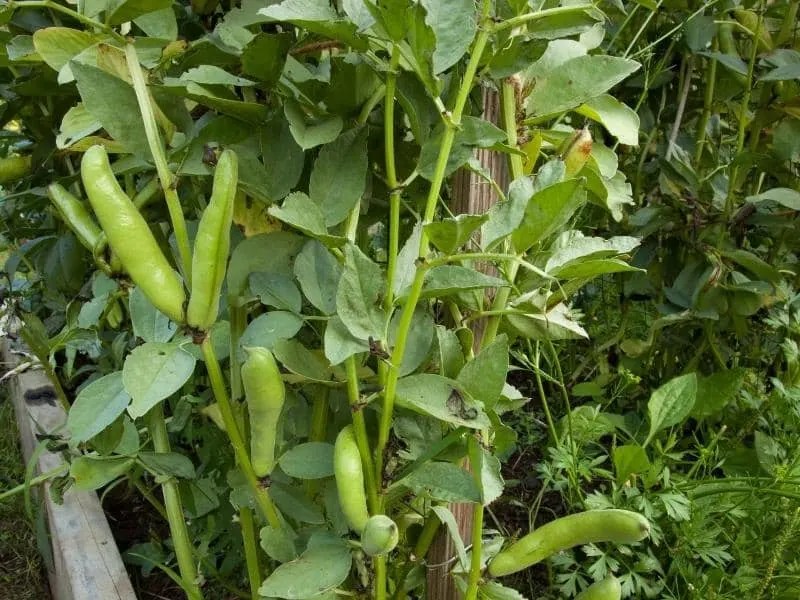 Do Beans Need a Trellis? (Read This First!) LeafyJournal