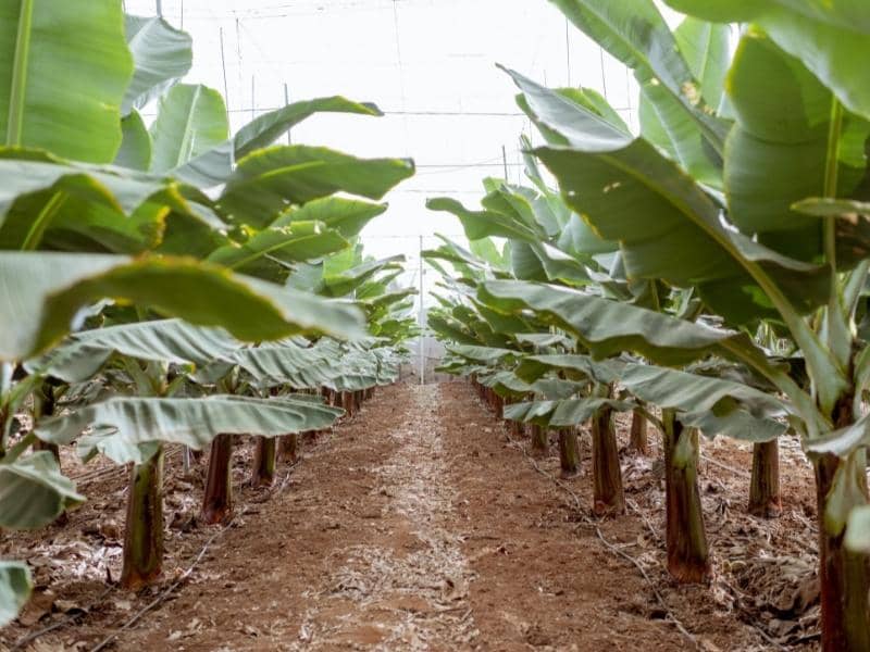 Banana Tree Root System Are Banana Tree Roots Invasive? LeafyJournal