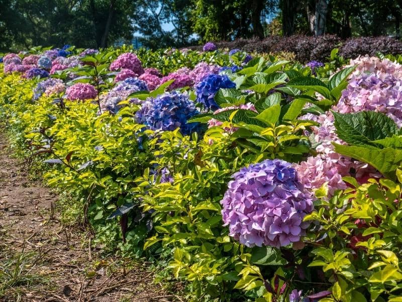 Hydrangea Root System Are Hydrangea Roots Invasive? LeafyJournal