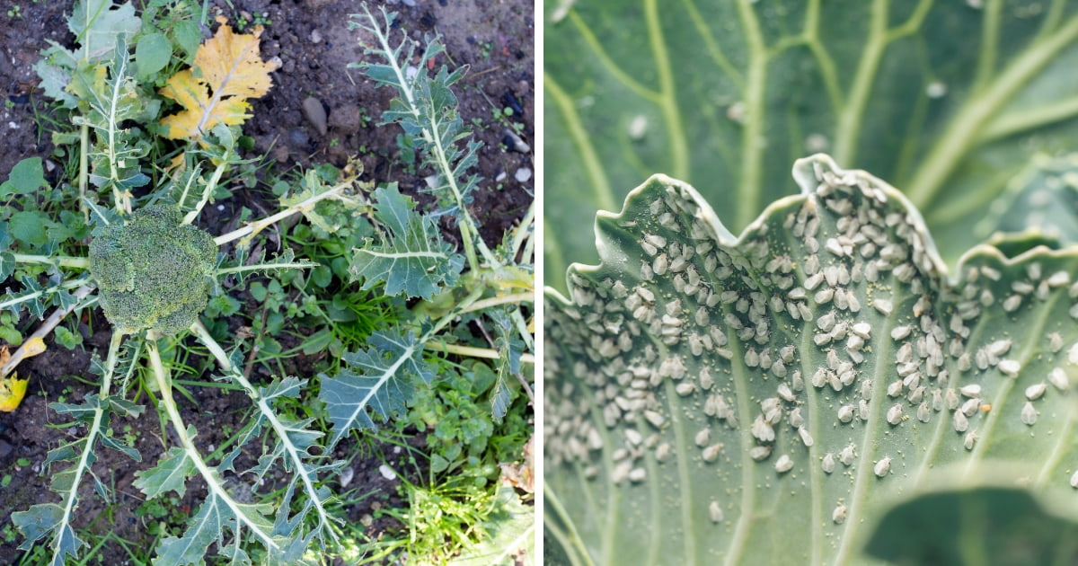 12 Tips For Identifying and Controlling Pests on Broccoli A Comprehensive Guide LeafyJournal