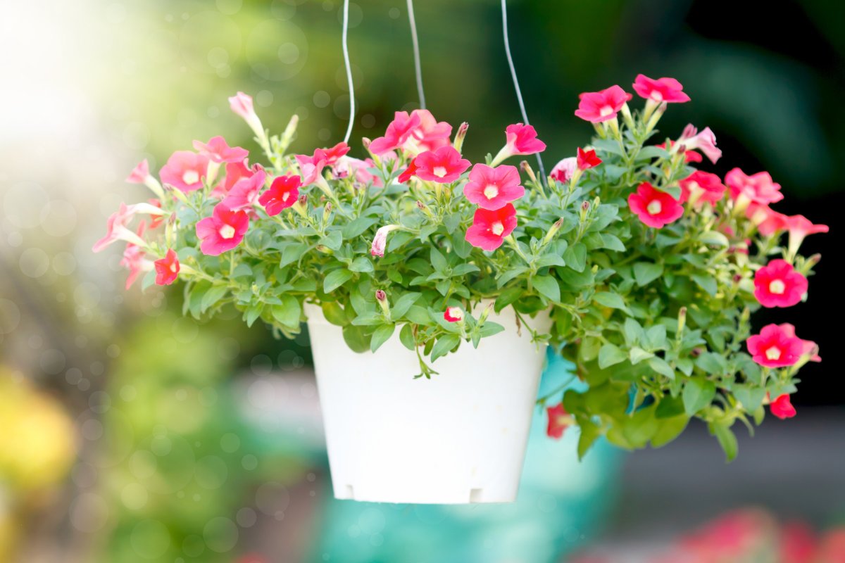 A Complete Guide to Growing and Caring for Petunias in Hanging Baskets LeafyJournal