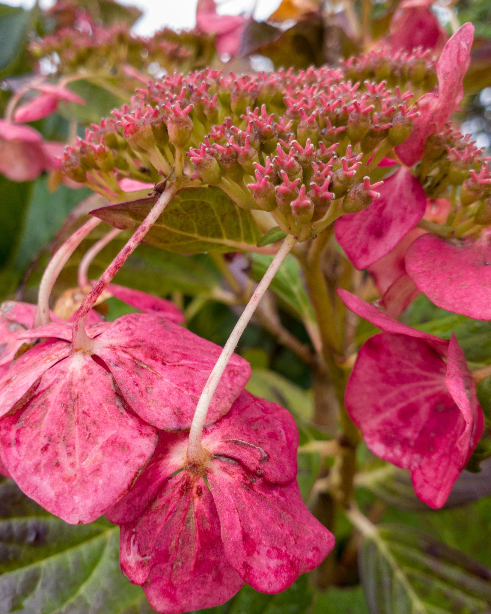 Expert Tips To Revive Wilted And Drooping Hydrangeas LeafyJournal