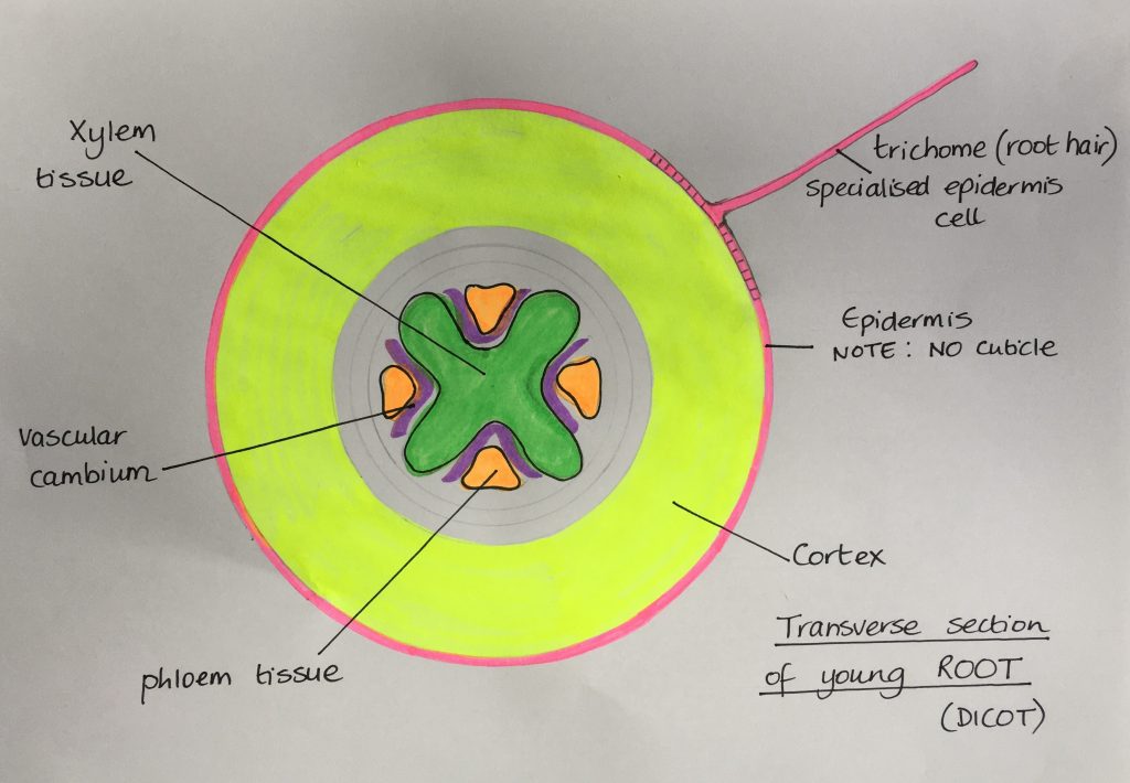 Plant tissues Characteristics and functions. Leafy Learning