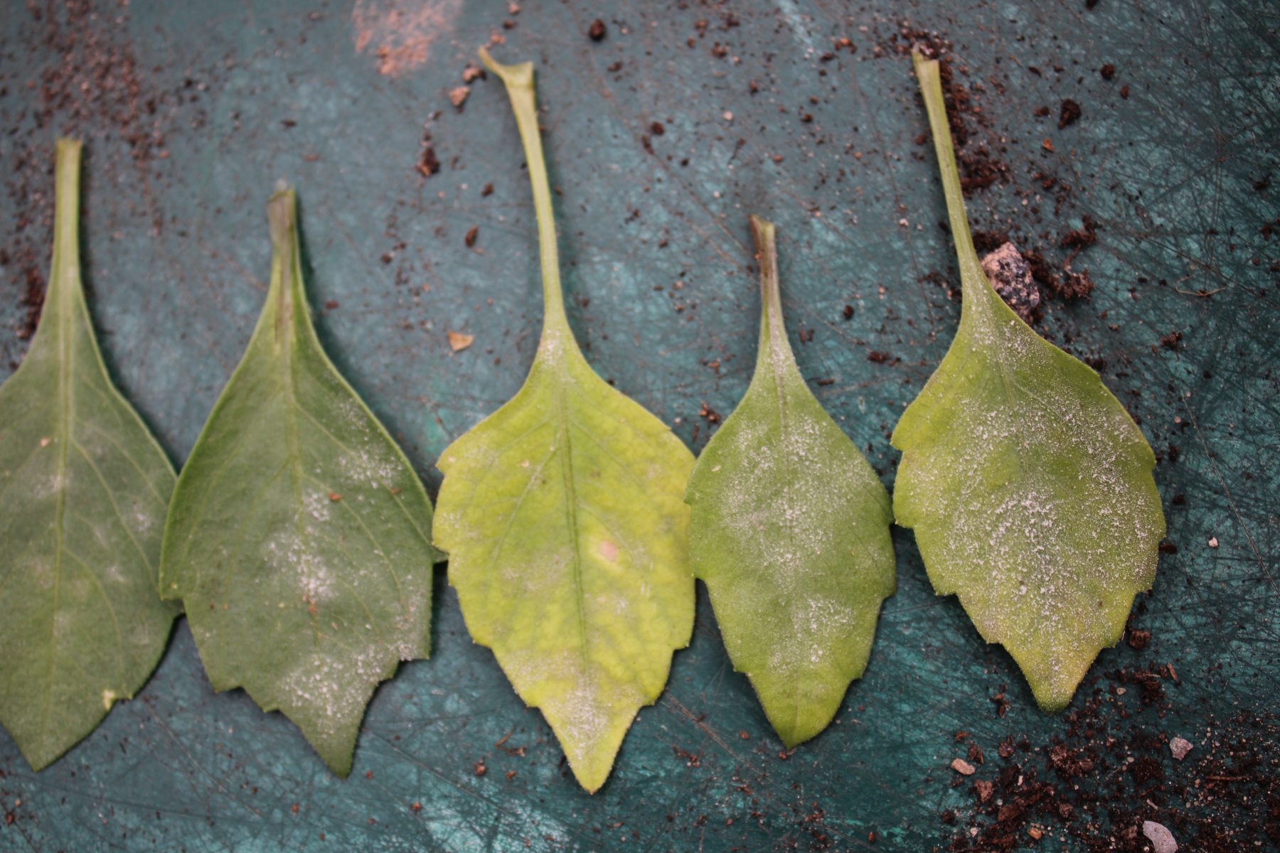 General points about pests and diseases in relation to plant selection