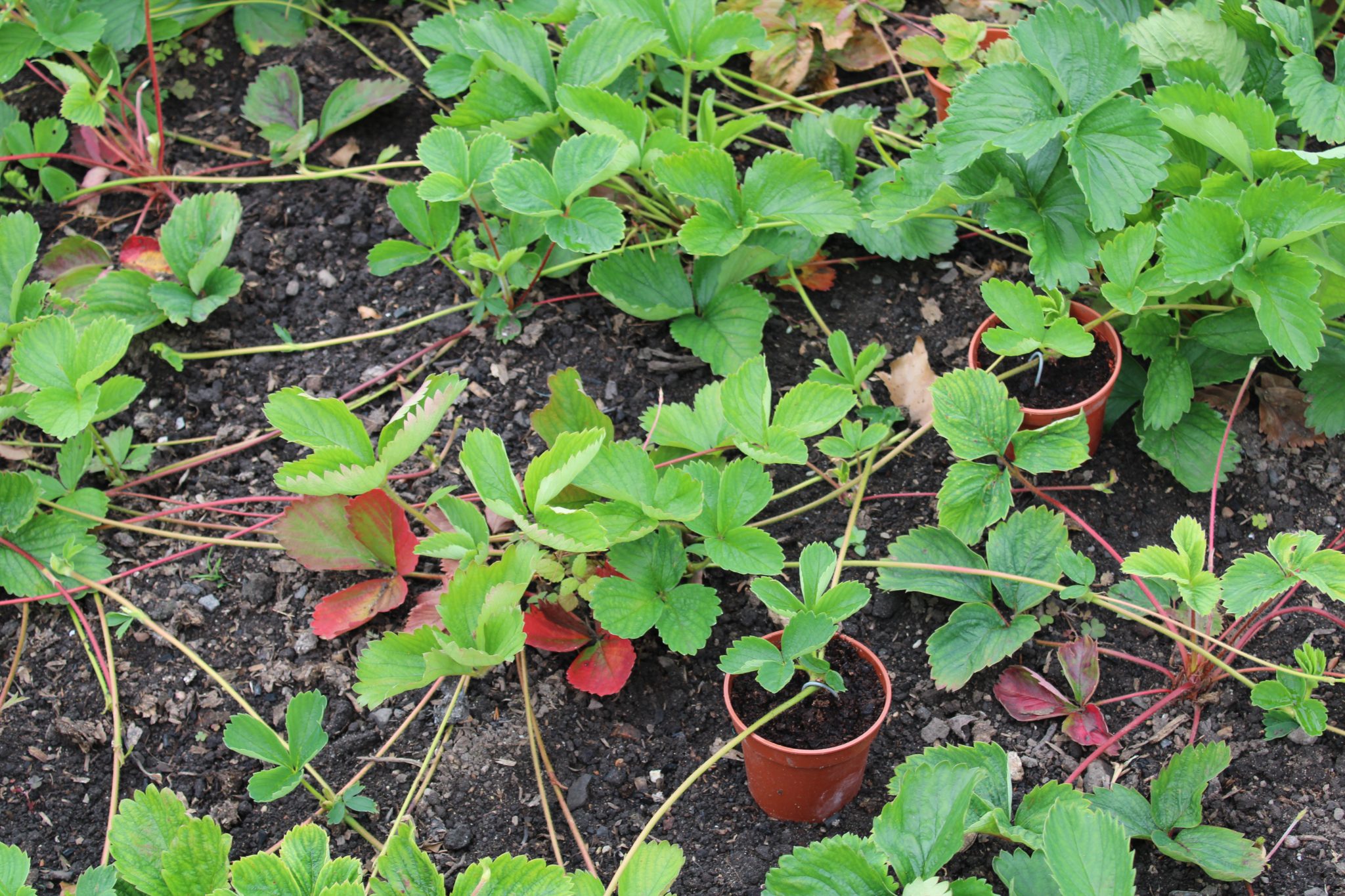 RHS Level 2 study, & gardening know how Leafy Learning