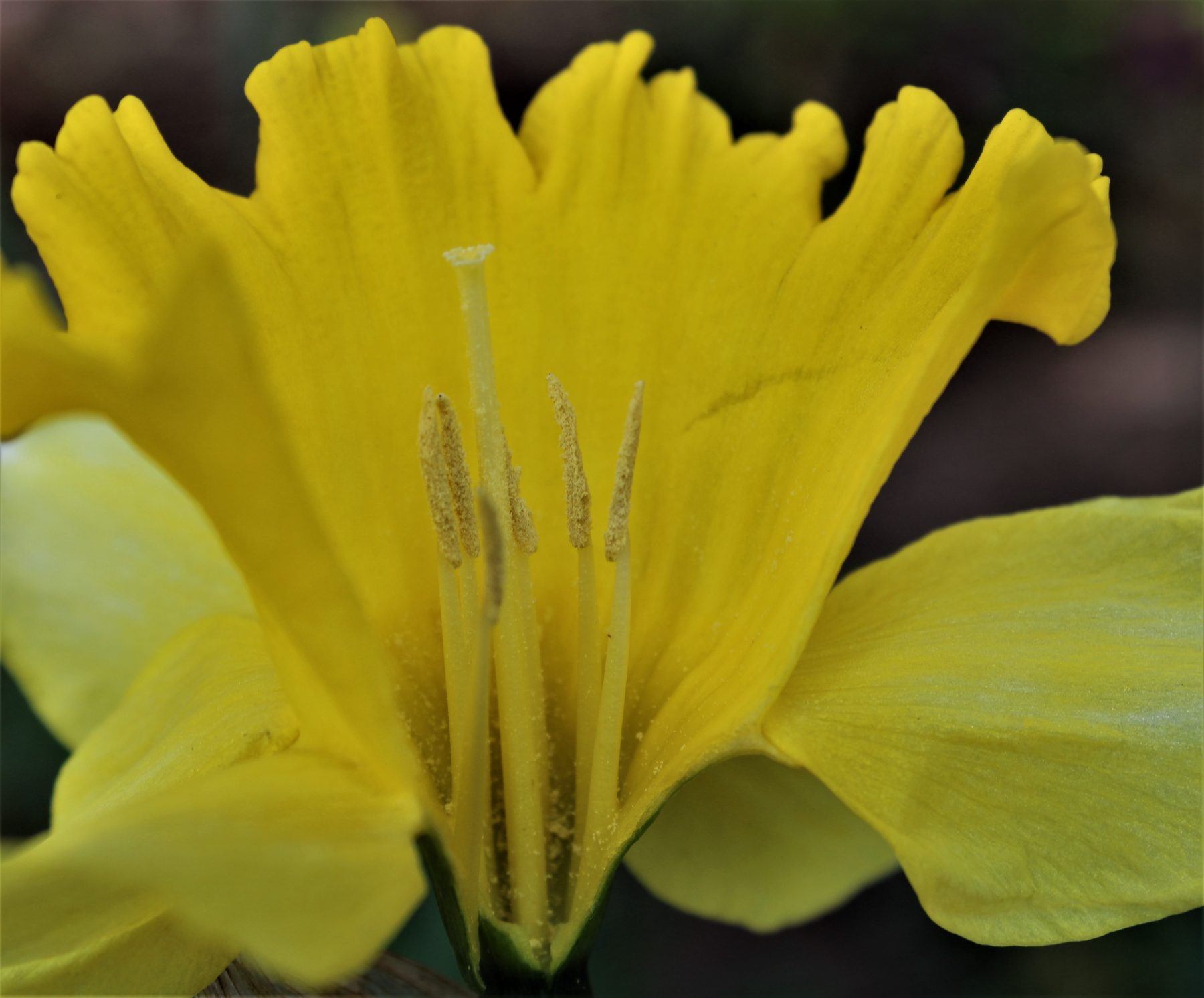 Pollination and Fertilisation blind dates that may lead to having a