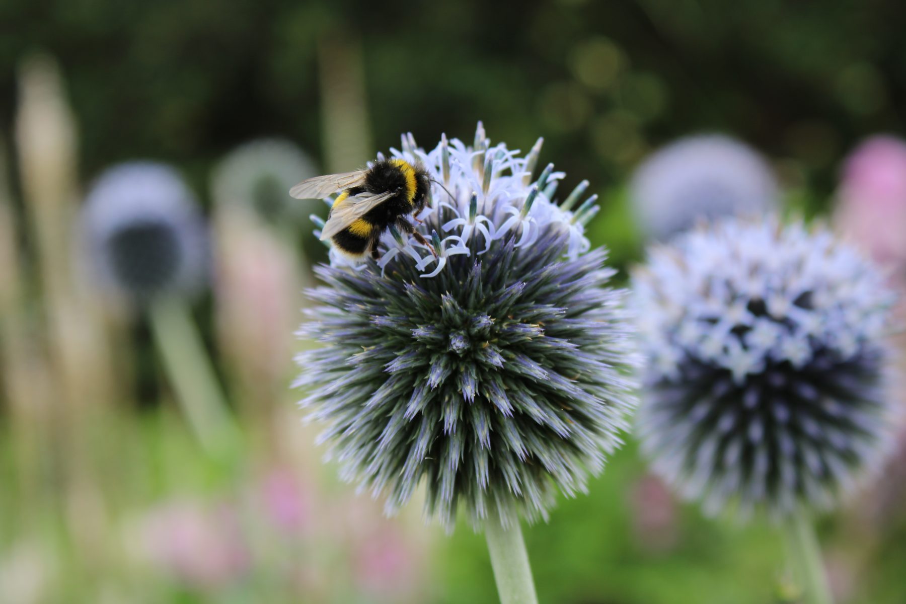 How is the New RHS Level 2 qualification structured? Leafy Learning