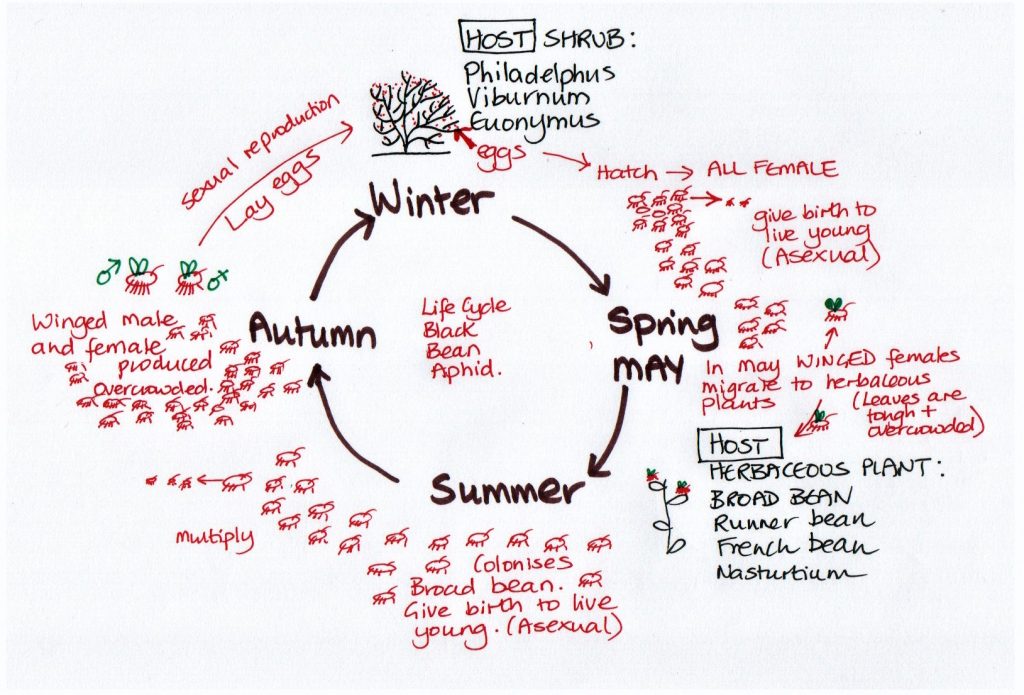 Plant Pest: Black Bean Aphid. Life Cycle and Control. - Leafy Learning