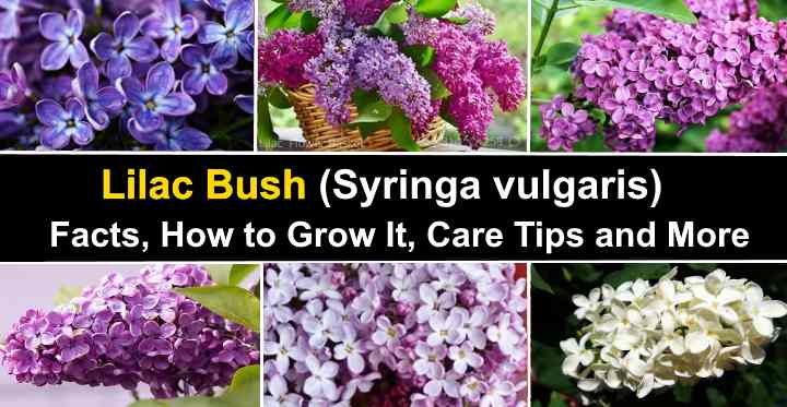 Lilac Bush: Facts, Flowers, How to Grow It, Care Tips (Pictures)