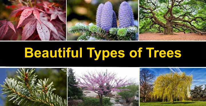 46 Types of Trees (With Pictures and Names) - Identification Guide