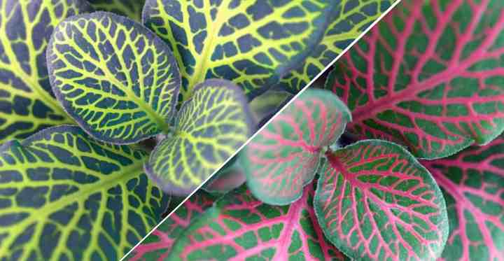 Nerve Plant (Fittonia Plant) Caring for Vein Plants