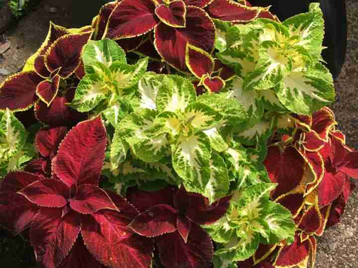 Coleus Care How to Grow Colorful Coleus Plant (Extensive Guide)