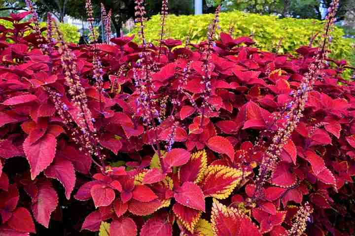 Coleus Care: How to Grow Colorful Coleus Plant (Extensive Guide)
