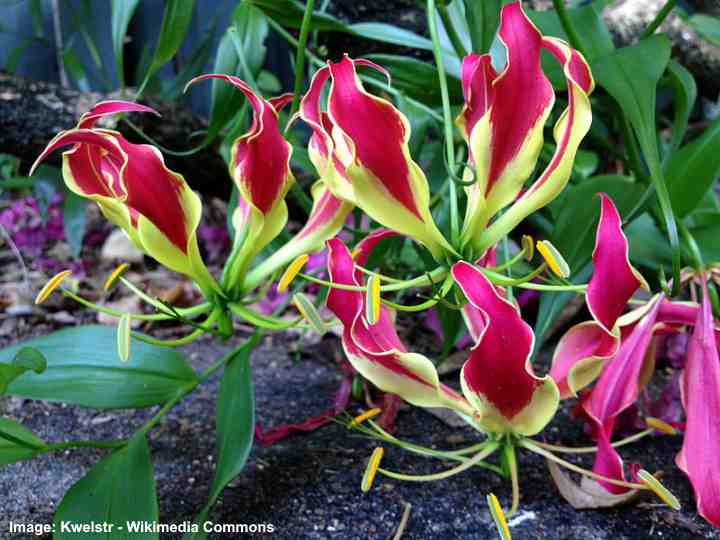 Rare Flowers That Are Absolutely Beautiful (With Pictures)